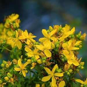 Nahaufnahme der zahlreichen Blüten des Echten Johanniskraut.