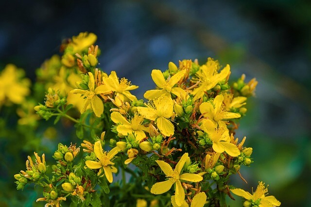 Nahaufnahme der zahlreichen Blüten des Echten Johanniskraut.