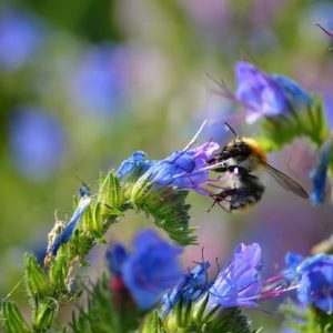 Nahaufnahme der Blüten vom Gewöhnlichen Natternkopf. An einer Blüte ist eine Wildbiene.