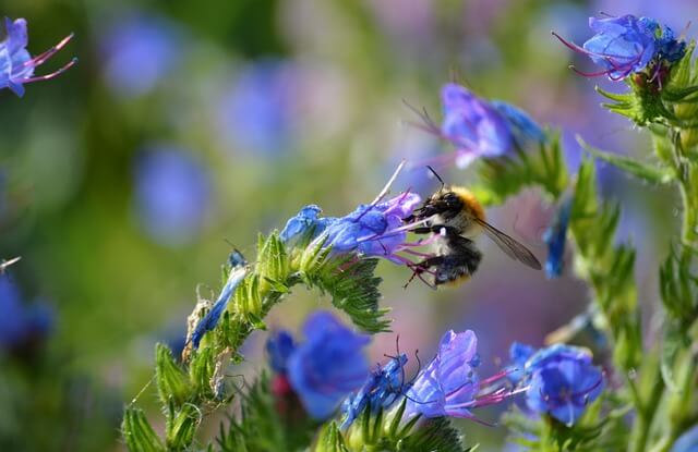 Nahaufnahme der Blüten vom Gewöhnlichen Natternkopf. An einer Blüte ist eine Wildbiene.