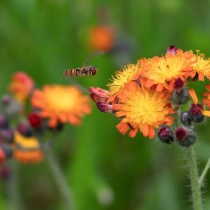 Eine Schwebfliege vor der Blüte eines Orangeroten Habichtskraut.
