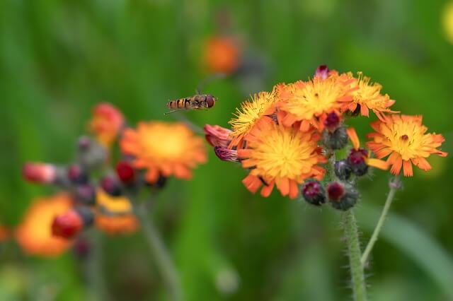 Eine Schwebfliege vor der Blüte eines Orangeroten Habichtskraut.