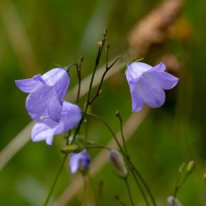 Eine Pfirsichblättrige Glockenblume in der Wiese.