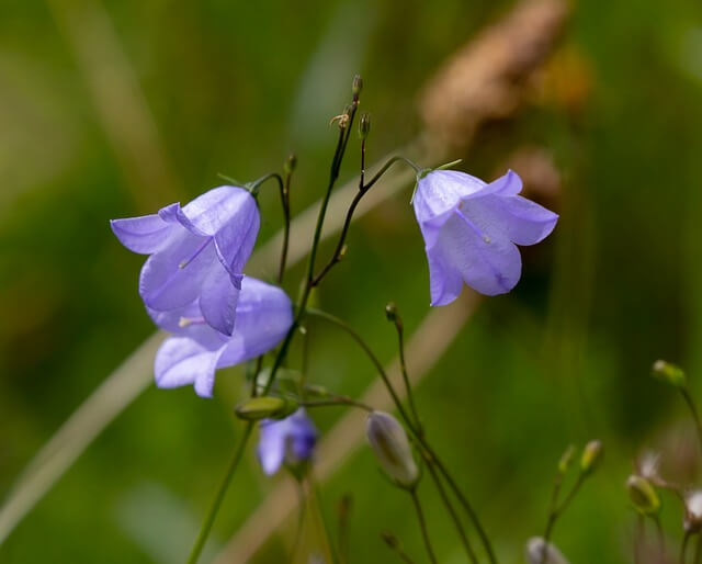 Eine Pfirsichblättrige Glockenblume in der Wiese.