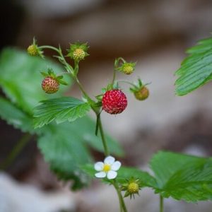 Beeren, Blüten und Blätter der Wald-Erdbeere.