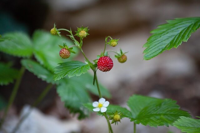 Beeren, Blüten und Blätter der Wald-Erdbeere.
