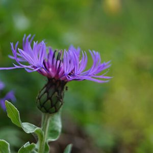 Blütenkopf der Berg-Flockenblume.