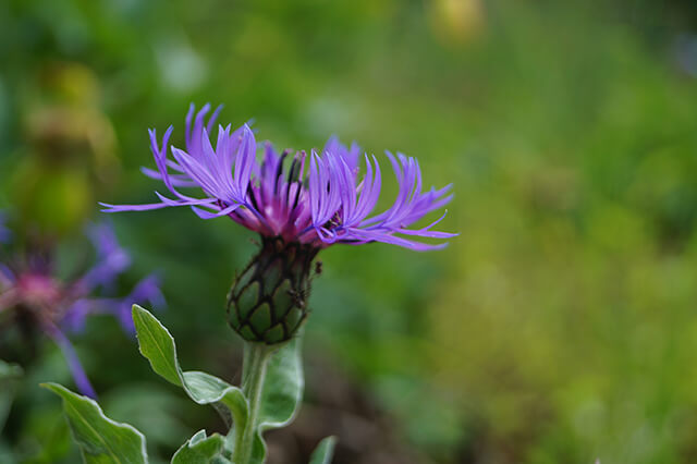 Blütenkopf der Berg-Flockenblume.