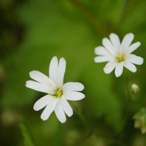 Großblütige Sternmiere Blüten geöffnet.