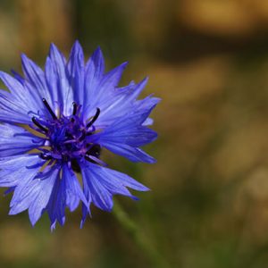 Kornblume (Centaurea cyanus) Blüte.