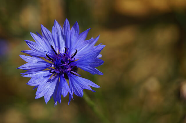 Kornblume (Centaurea cyanus) Blüte.