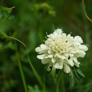 Einzelblüte einer Gelben Skabiose.