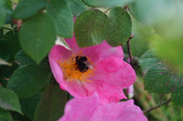 Hummel auf der Blüte einer rosa Wildrose.